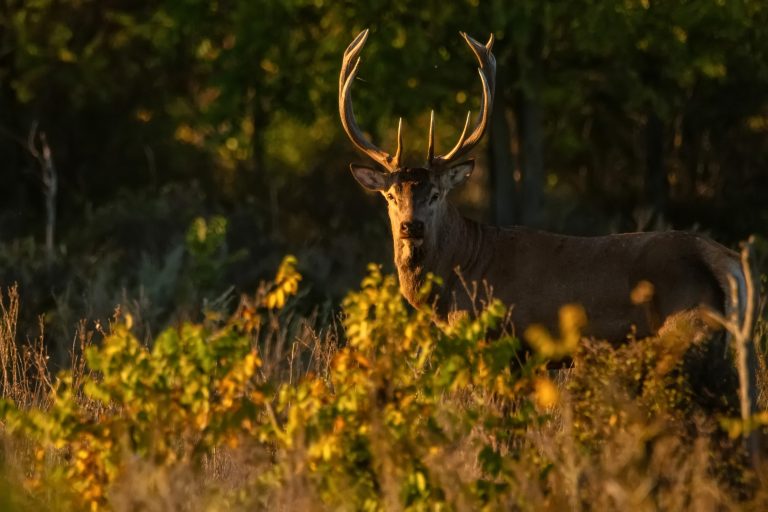 Game Practice #3: The Stag Hunt