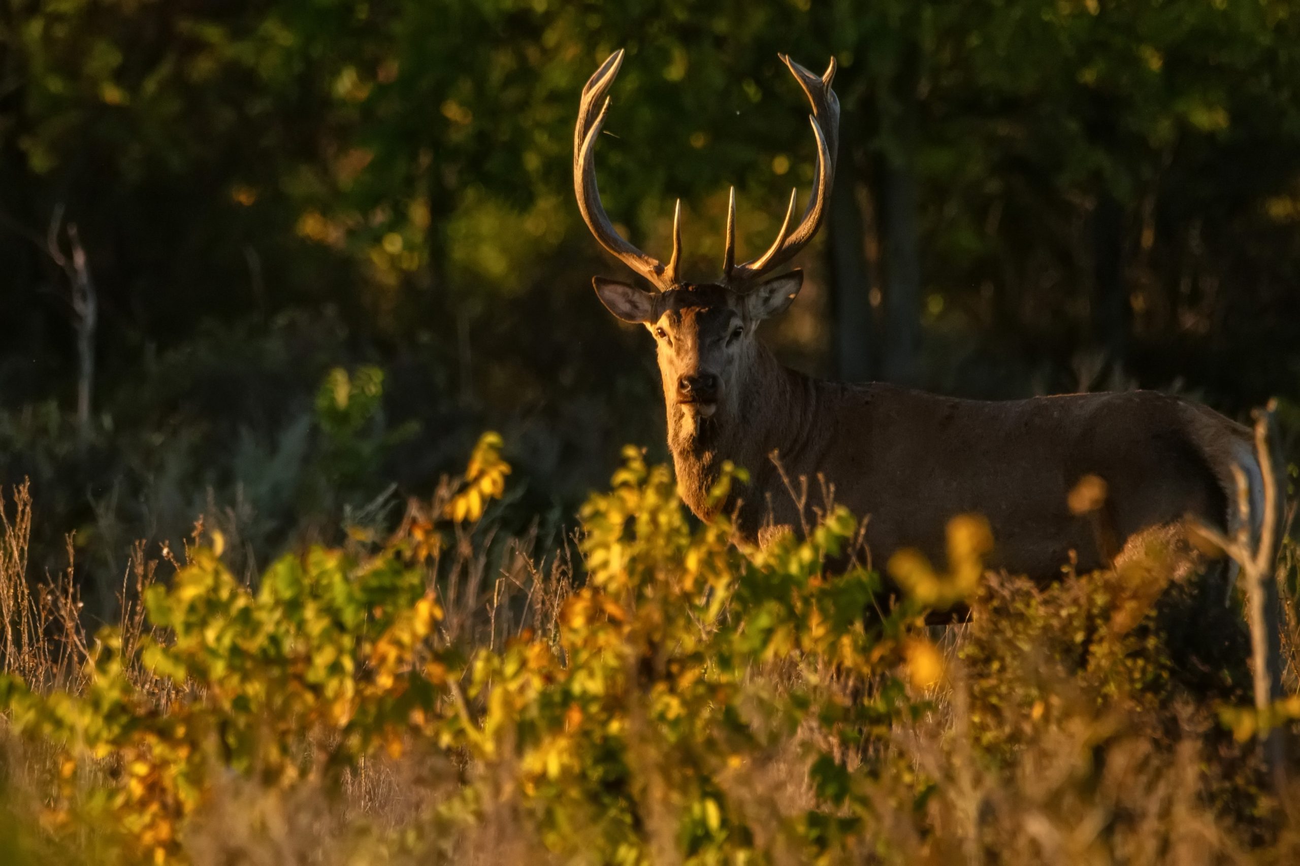 Game Practice #3: The Stag Hunt